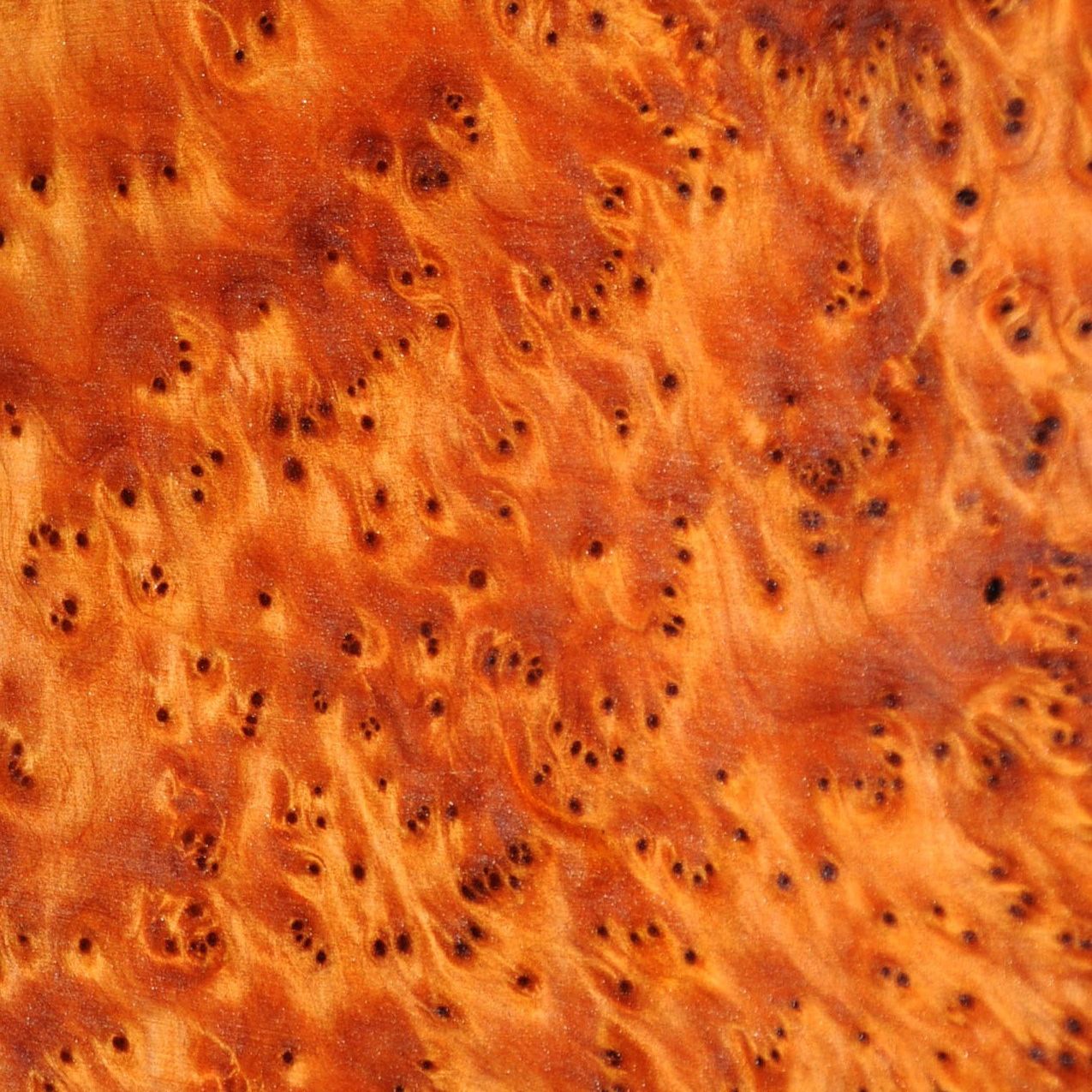 金钟柏树瘤 Thuya Burl