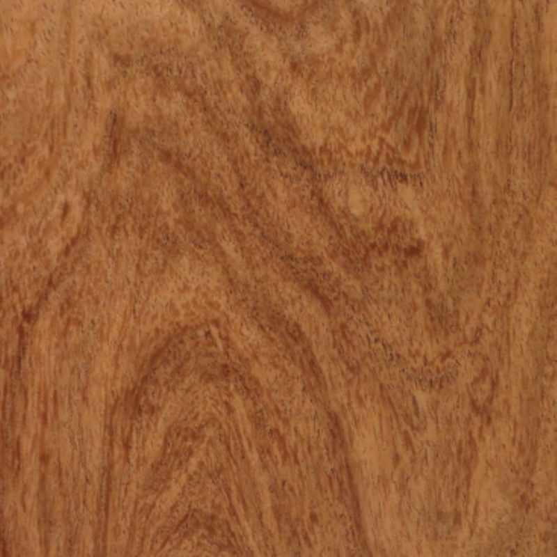 非洲牧豆树 African Mesquite