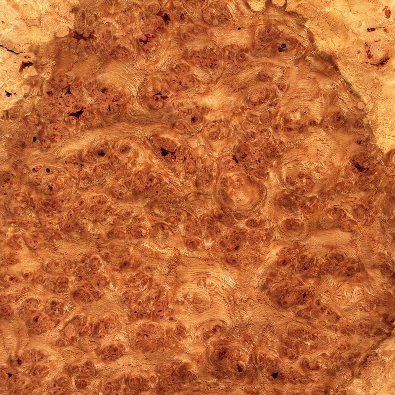 棕橡树瘤 Brown Oak Burl