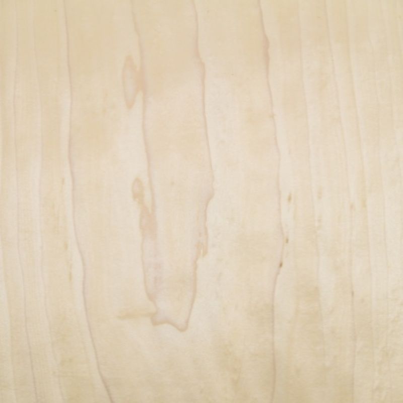 白杨 White Poplar
