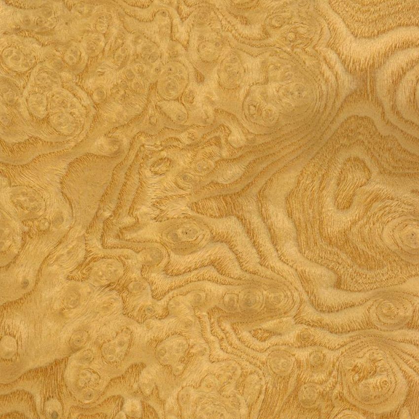白栓树瘤 Ash Burl